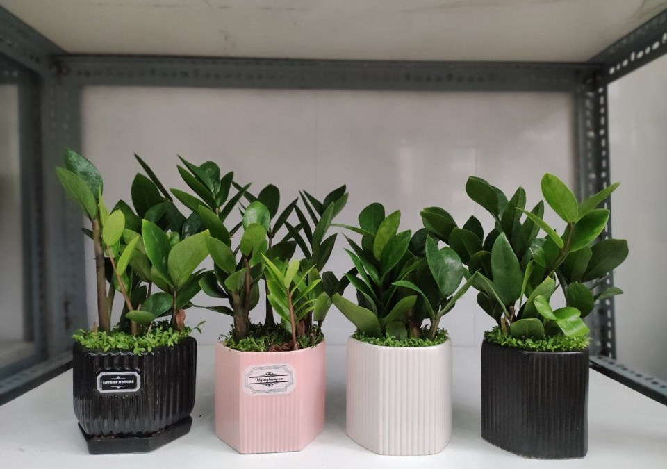 Những điều cần tránh khi trồng cây kim tiền trong nhà